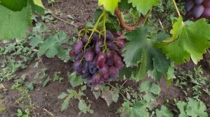 Виноград. Новые формы винограда Нарядный и Центарион ,  Калугина В.М.