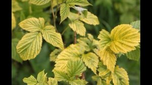 Желтые пятна на листьях малины: причины и способы лечения