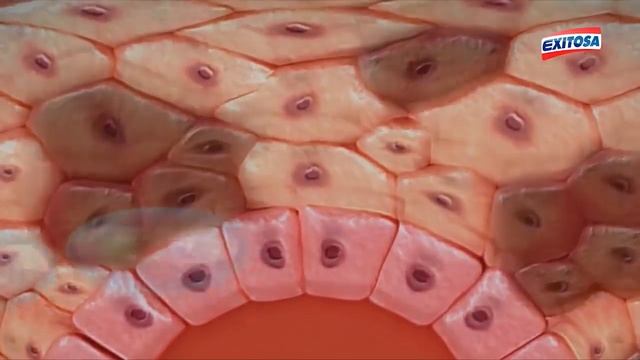 ?Janel Obregón sobre ‘Profacial’ смотреть онлайн