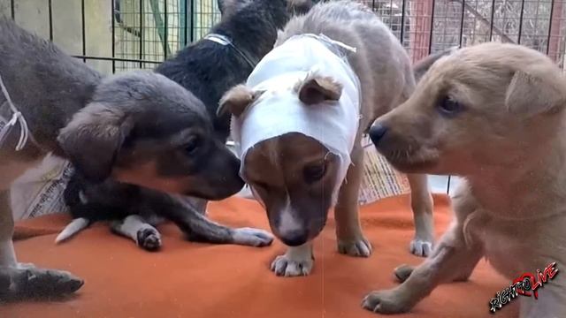 Малыш вилял хвостиком из последних сил! Люди не верили, что он выживет! смотреть онлайн