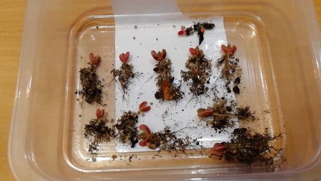 Сеянцы фаукарии. Вторая пикировка. смотреть онлайн