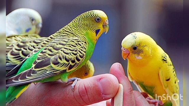 Запись для обучения разговаривать ВОЛНИСТОГО ПОПУГАЯ ("Карлуша красавчик").??? смотреть онлайн