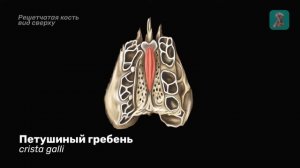 Решётчатая кость