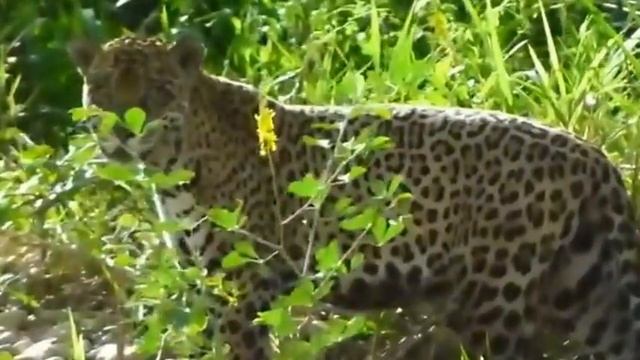 Manu - National Park Peru (Parque Nacional Manu - Peru).wmv смотреть онлайн