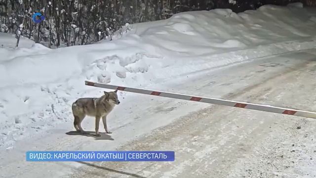 Волк замечен на «Карельском окатыше» смотреть онлайн