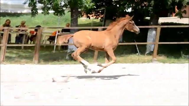 Звезда Пятигорья Шоу арабских лошадей Терский конный завод 2019 смотреть онлайн