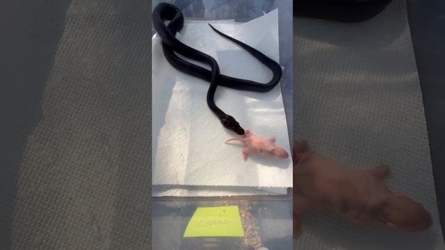 ⚠️⚠️ live feeding - golden child reticulated python #reptiles #animals смотреть онлайн
