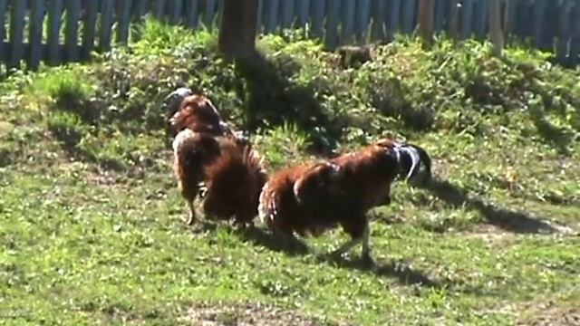 Петухи дерутся смотреть онлайн