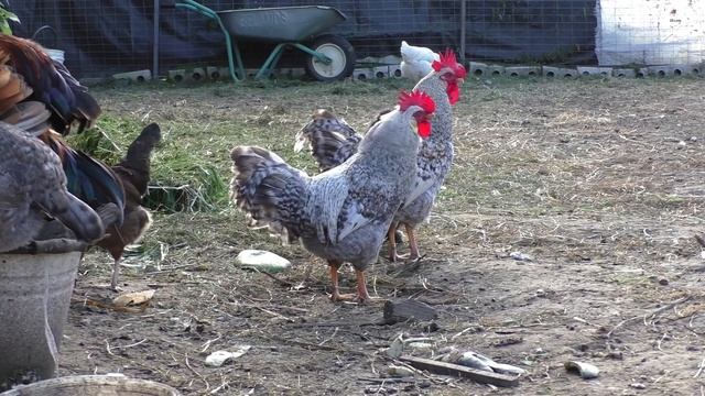 ЛЕГБАР и его ГОЛУБЫЕ ЯЙЦА. смотреть онлайн