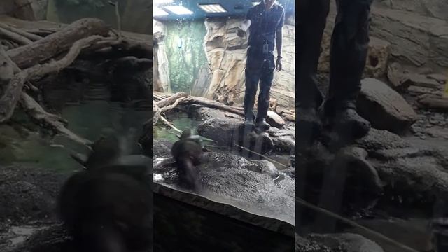 ВДНХ .Московский океанариум . экспозиция аквариумы . кормление бобров !!! смотреть онлайн