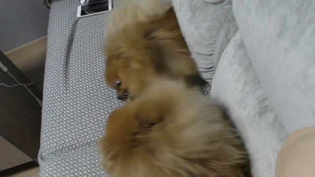 Померанский шпиц Бэлла vs Оливия, Наконец-то она её достала, Шпиц без шерсти, как Чихуа смотреть онлайн