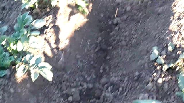 Окучивание картофеля бензокосой , это просто удовольствие! смотреть онлайн