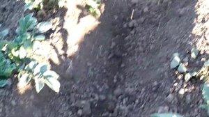 Окучивание картофеля бензокосой , это просто удовольствие!