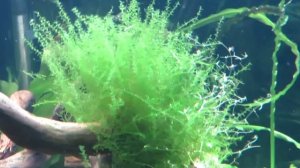 Анубиас сбрасывает листья. Надо спасать!