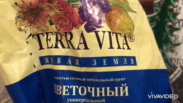 Земляника из семян простым проверенным способом. Сорта Александрия, Бароон Солемахер, Алибаба смотреть онлайн