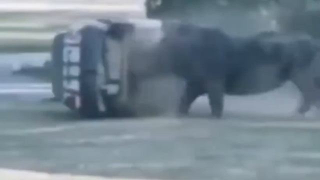 В этом видео показано, как дикие животное нападают на людей смотреть онлайн