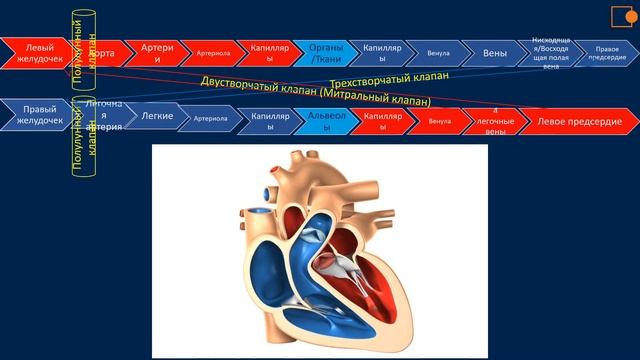 Кровеносная система. Часть 1 смотреть онлайн