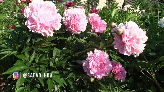 Пион ЛИЛИАН ГАММ ? Paeonia LILLIAN GUMM: обзор, описание, цветение, отзыв смотреть онлайн
