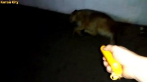 Ультразвуковой отпугиватель собак с AliExpress   часть 2 реальный тест на живых