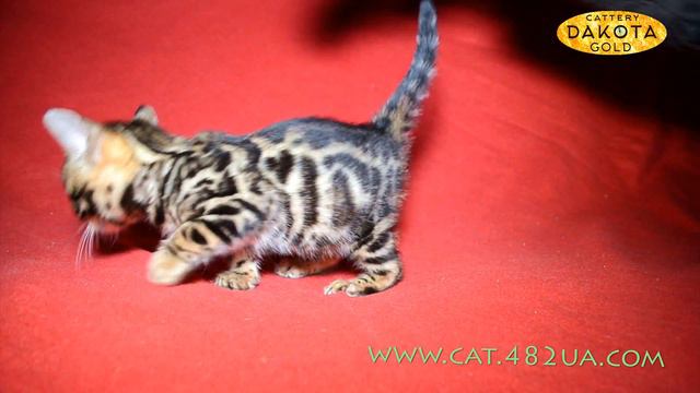 Будни питомника бенгальской кошки Dakota Gold котята смотреть онлайн