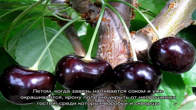 Черешня Ревна: описание сорта, фото и уход за культурой смотреть онлайн