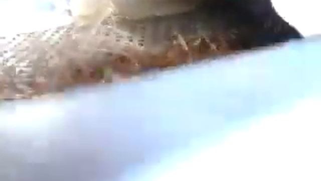 FS 3000 with the adapter for herb Mint processing avi смотреть онлайн