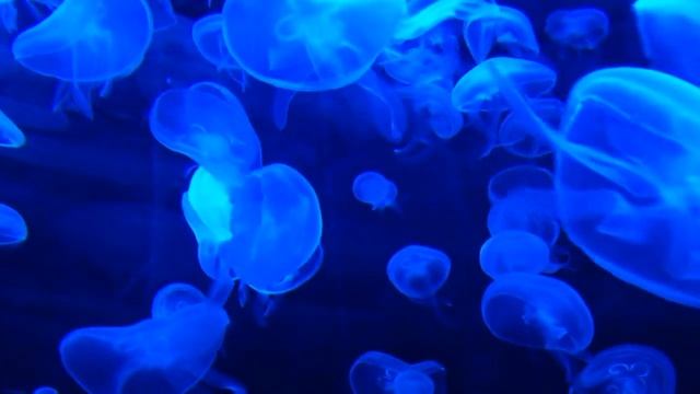 ШУМ МОРЯ. РАССЛАБЛЯЮЩИЕ ЗВУКИ МОРЯ. ПЕСНЯ МОРЯ. ❤️ смотреть онлайн