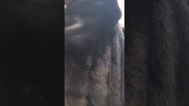 Куда продать бу шубу, выкуп шуб вся Россия смотреть онлайн