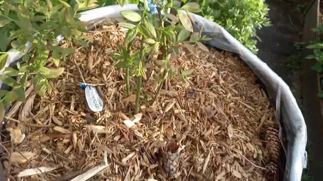 наконец  - то началась активная вегетация!