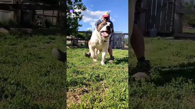 Султан 2 года 95 кг #алабай #среднеазиатскаяовчарка #сао #волкодав #россия #питомник смотреть онлайн