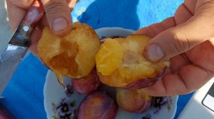 Слива Озарк Премьер