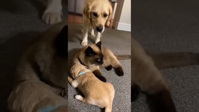 котонянька смотреть онлайн