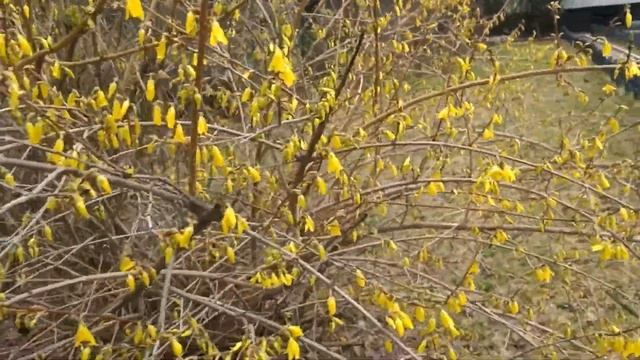 Цветение Форзиции радует нас. ☀️ смотреть онлайн