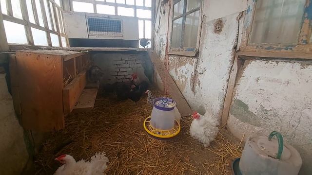 куры карликовые кохинхины и бентамки! смотреть онлайн