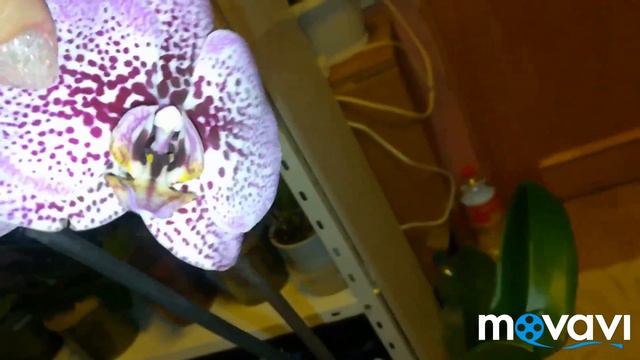 Орхидеи новинки, весеннее настроение 😘 смотреть онлайн