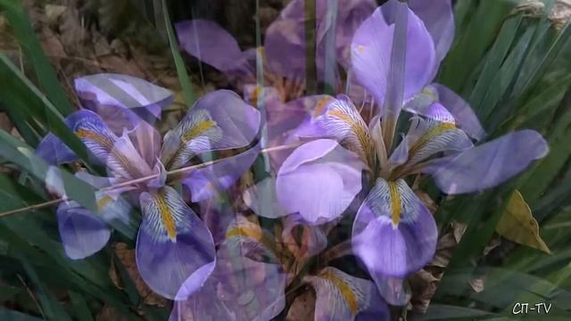 Ялта. В Новогоднюю ночь зацвели ирисы смотреть онлайн