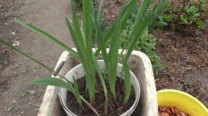 ПОСАДКА И ВЫРАЩИВАНИЕ ГЛАДИОЛУСОВ В ГОРШКАХ. Мои цветы. Мой опыт.