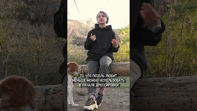 Вкусняшки сводят собак С УМА #shorts смотреть онлайн