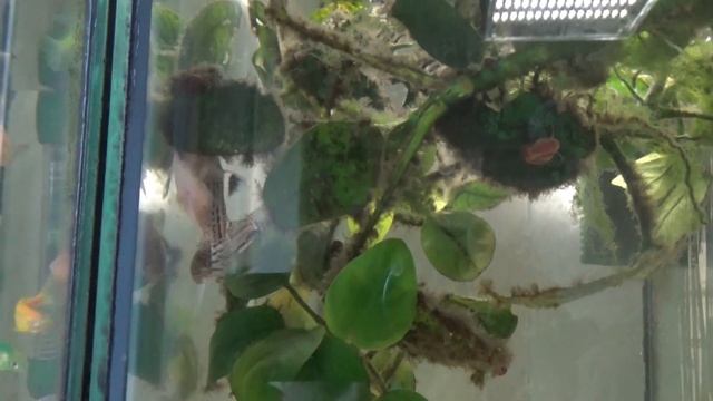 Разведение Коридорасов Джули. Заснял редкие кадры процесса нереста. #рыборазводня #Аквариумистика смотреть онлайн