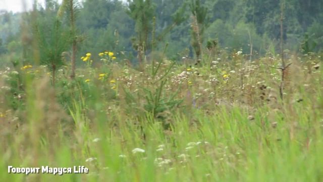 ВСЕ ЭТОГО ЖДАЛИ❗НАШ мини ОТПУСК в палатках/ Заготовки и сладкие арбузы 6 августа 2023 Udmurtia смотреть онлайн