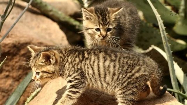 African wild cat Weird square.Африканская дикая кошка Weird square смотреть онлайн