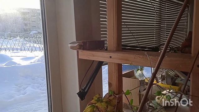 Клематис цветет в декабре. смотреть онлайн