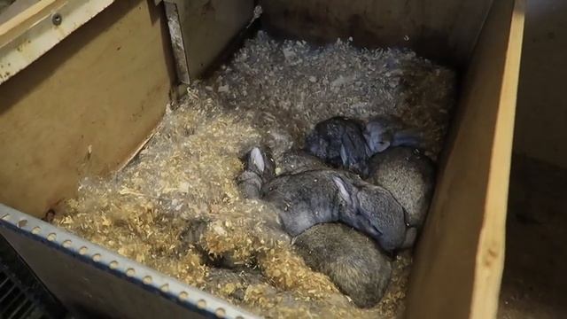 Большой Зимний Обзор Крольчатника смотреть онлайн