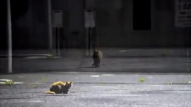 Animals Continue To Wait - The Story Of The Cover Cat смотреть онлайн