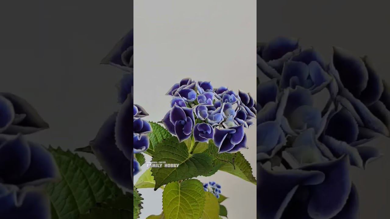 Наш#сад #гортензия Кенди Герт смотреть онлайн