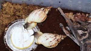 Сколько живут улитки ахатины в домашних условиях. Продолжительность жизни улитки ахатины