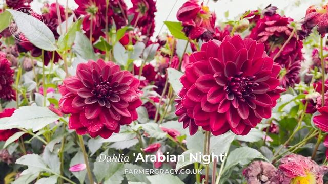 Dahlia 'Arabian Night' - FarmerGracy.co.uk смотреть онлайн