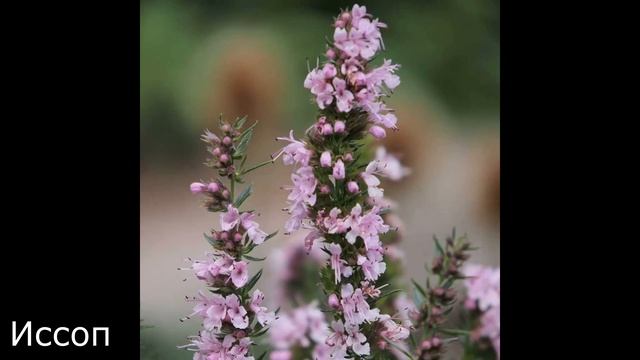 Неприхотливые МНОГОЛЕТНИКИ цветущие ВСЁ ЛЕТО! смотреть онлайн