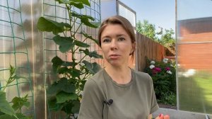 Мульчирование скошенной травой: ВРЕД, ОПАСНОСТЬ и ЗАБЛУЖДЕНИЯ о горячей мульче