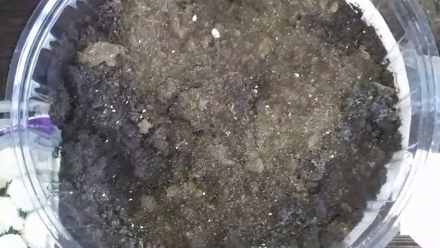 Маргаритки. Посев на рассаду.